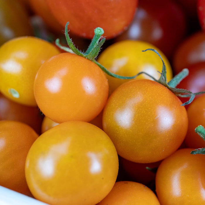 Tomato 'Sweetest Collection'