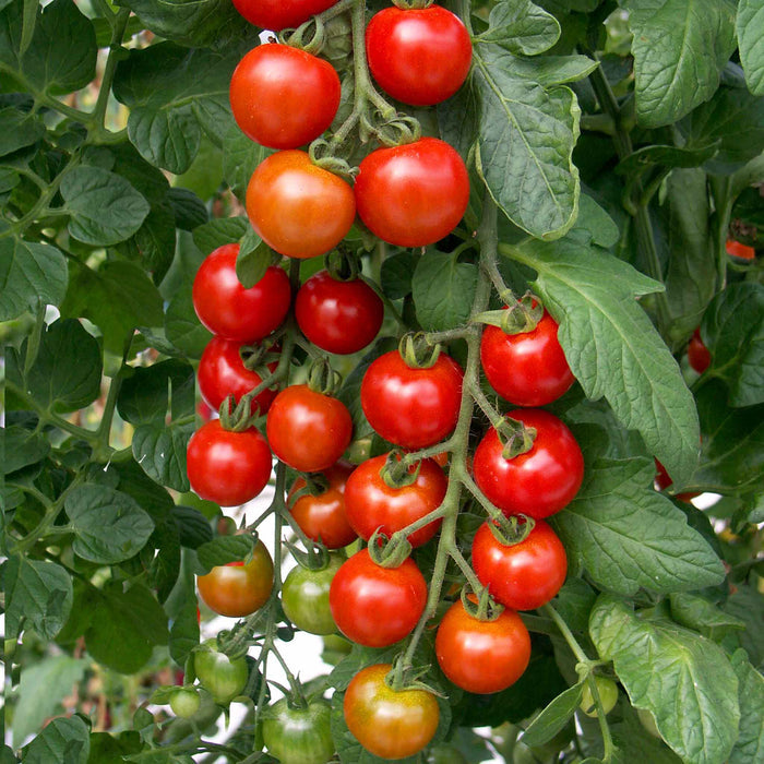 Tomato 'Sweetest Collection'