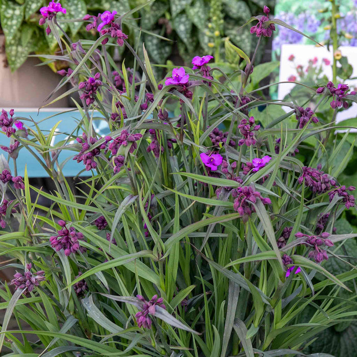 Tradescantia 'Js Brainstorm'