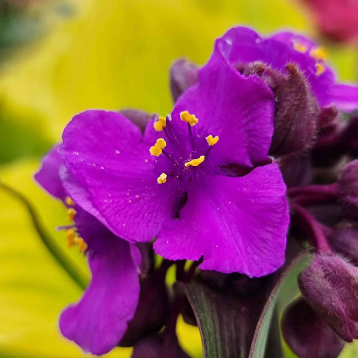 Tradescantia 'Js Brainstorm'