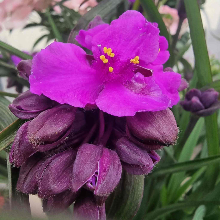 Tradescantia 'Js Brainstorm'