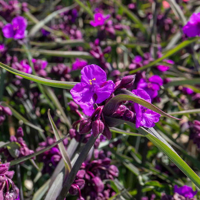 Tradescantia 'Js Brainstorm'