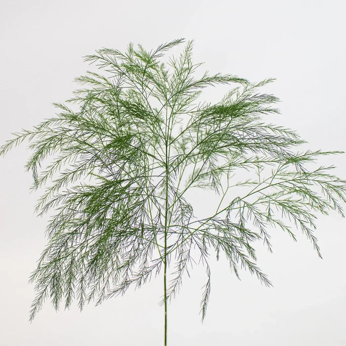 Green Tree Fern Greenery Stem