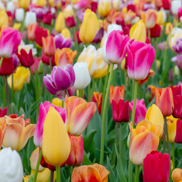 Tulip Mixed Border Collection
