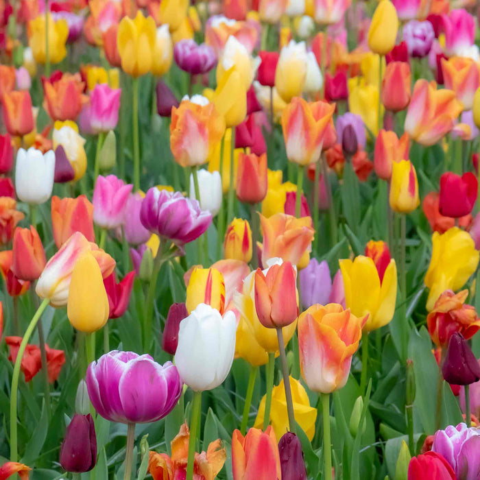 Tulip Mixed Border Collection