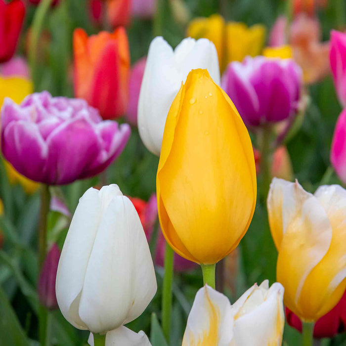 Tulip Mixed Border Collection