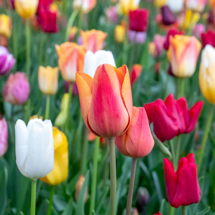 Tulip Mixed Border Collection