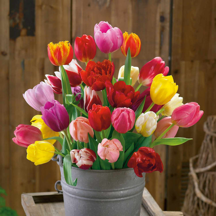Tulip Mixed Border Collection - 150 Bulbs