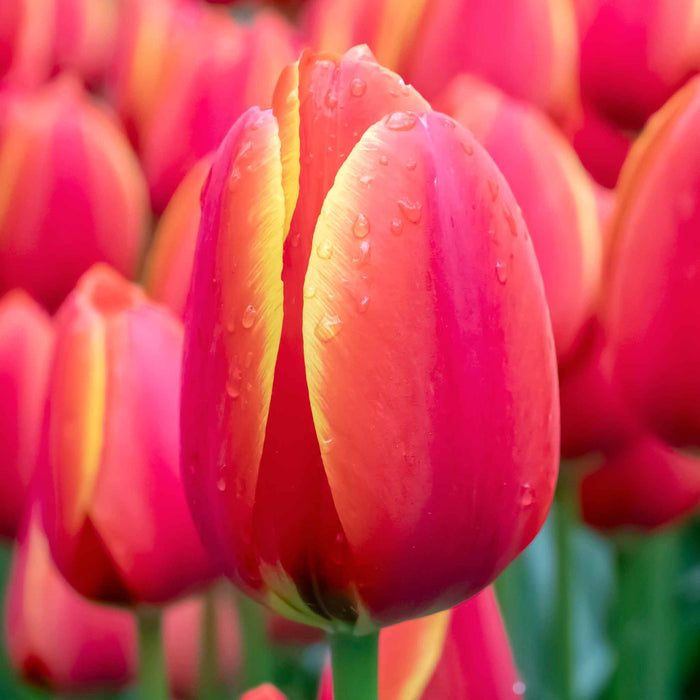 A close-up image of orange-red tulips with golden yellow edges, displaying water droplets on their petals.