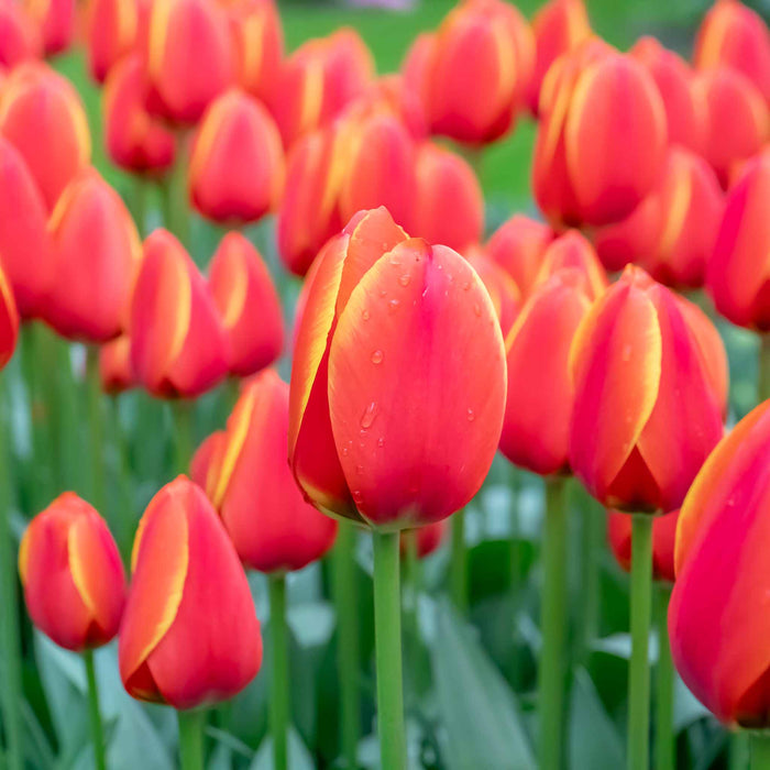 Tulip 'Worlds Favourite'