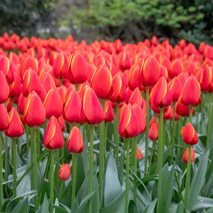 Tulip 'Worlds Favourite'