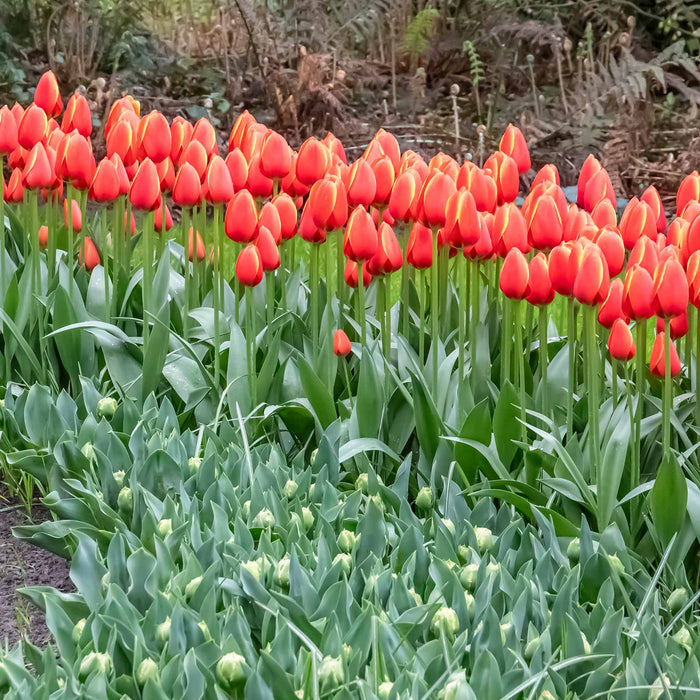 Tulip 'Worlds Favourite'
