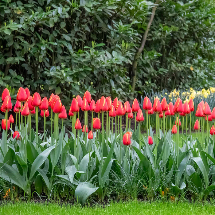 Tulip 'Worlds Favourite'