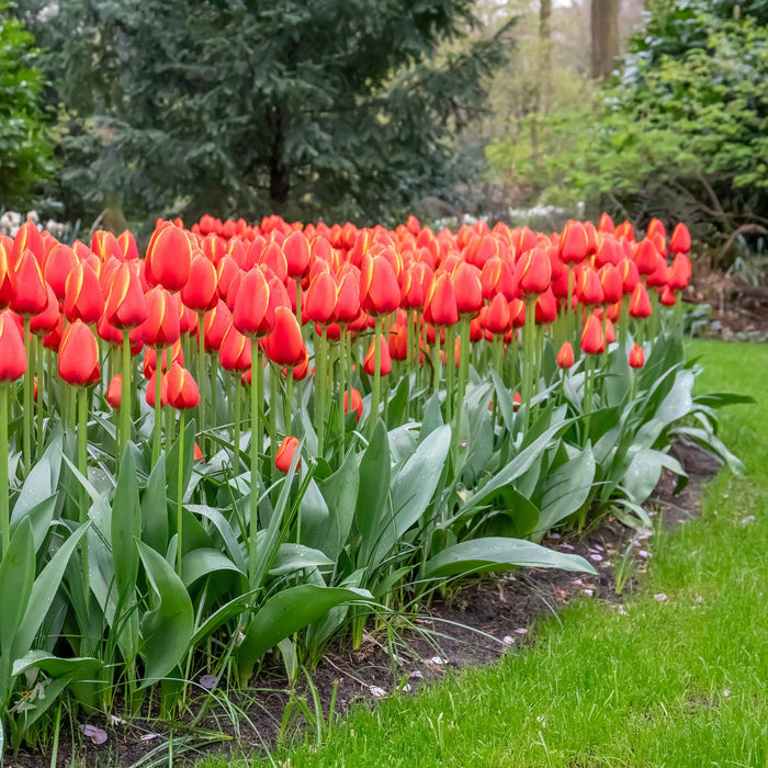 Tulip 'Worlds Favourite'