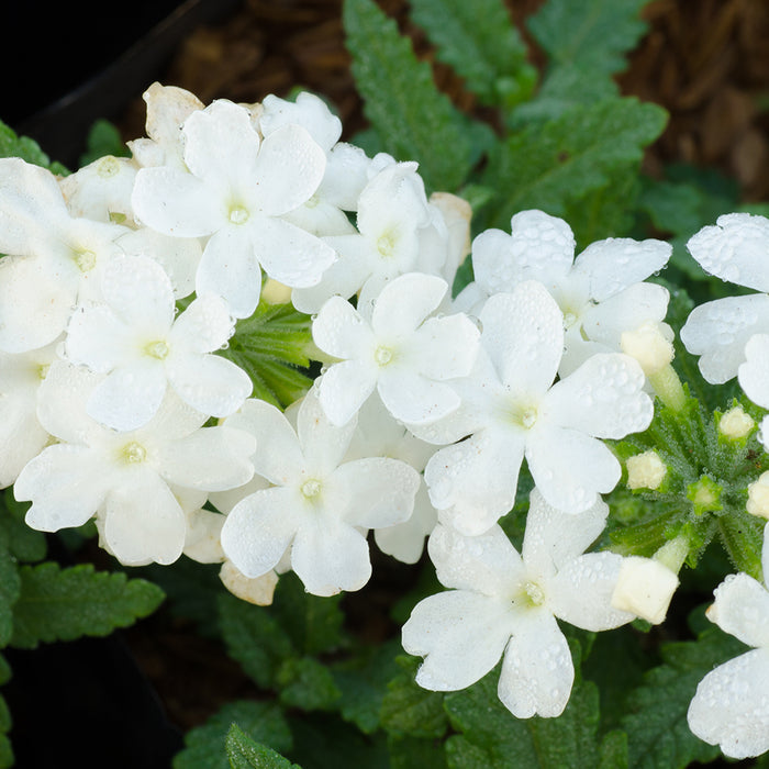 Vanilla Verbena Fragrance Oil 650