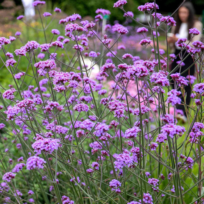 Verbena 'Buenos Aires'