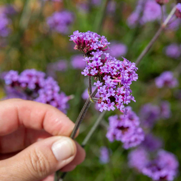 Verbena 'Buenos Aires'