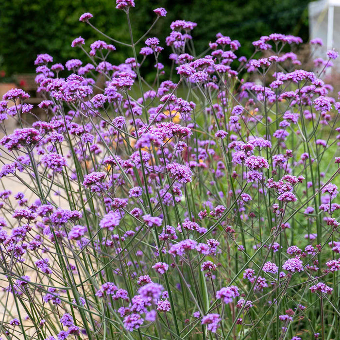 Verbena 'Buenos Aires'