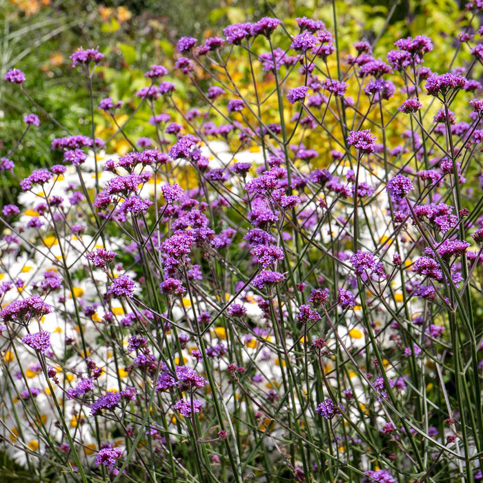 Verbena 'Buenos Aires'