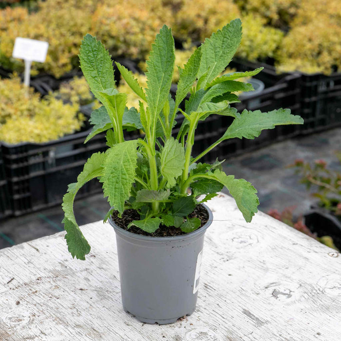 Verbena 'Buenos Aires'