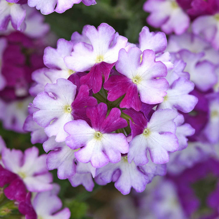 Verbena 'Showboat Purple Fizz'