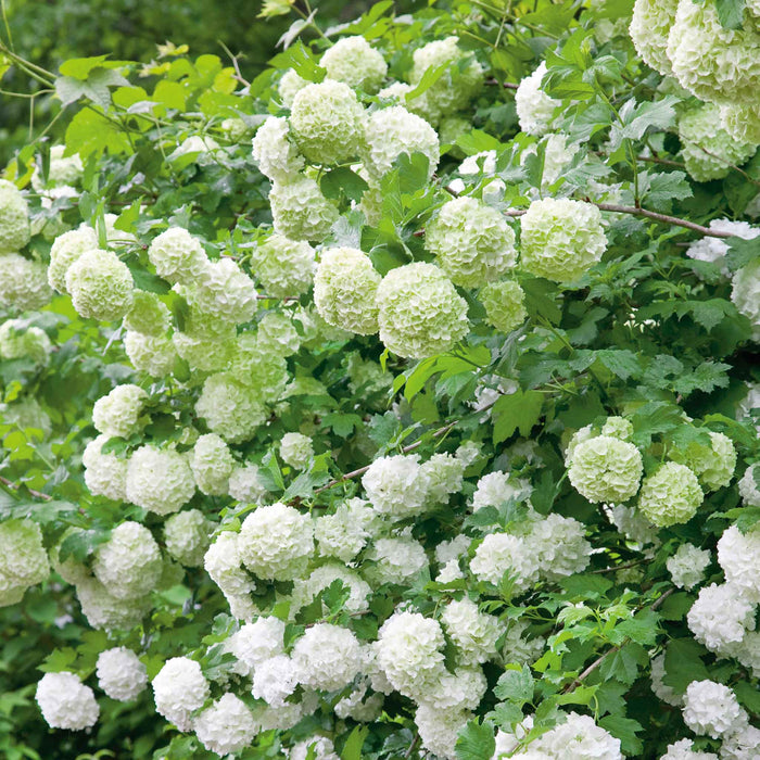 Viburnum opulus 'Roseum'