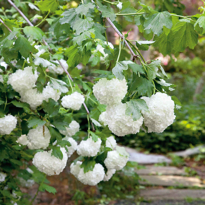 Viburnum opulus 'Roseum'