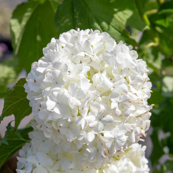 Viburnum opulus 'Roseum'