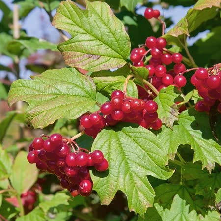 Viburnum opulus 'Roseum'