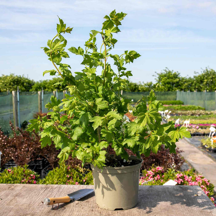 Viburnum opulus 'Roseum'
