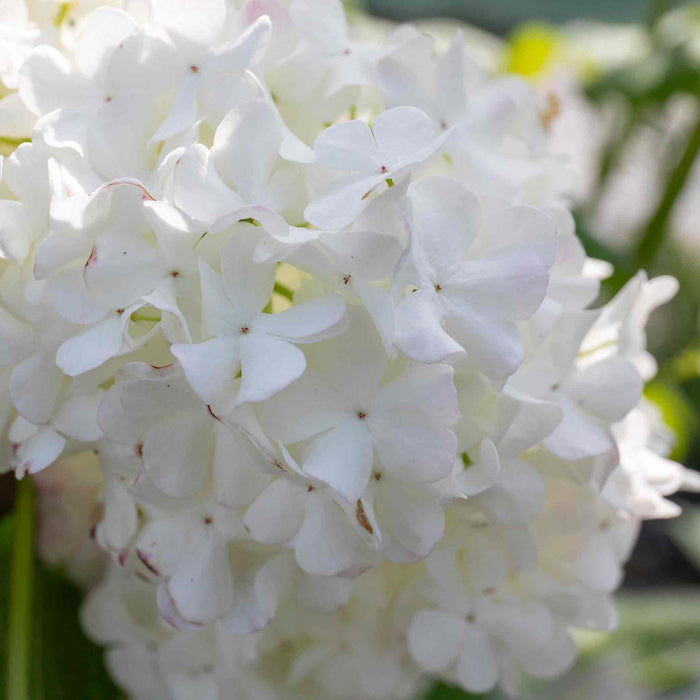 Viburnum opulus 'Roseum'