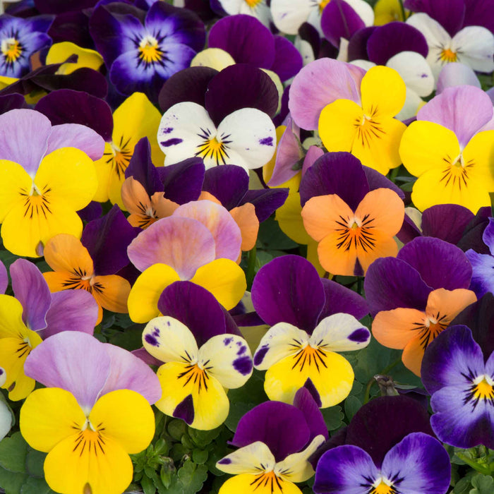 Close-up of colourful pansies in various shades including purple, yellow, and orange.