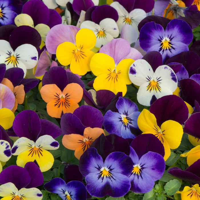 A dense cluster of pansies in multiple colours including purple, yellow, white, and orange with green foliage.