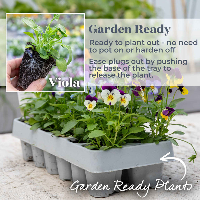 A tray of large garden ready viola plants with green leaves and a few visible purple and white flowers. An inset shows a hand holding a small plant out of its potting tray, with text reading 'Garden Ready' and 'Viola.