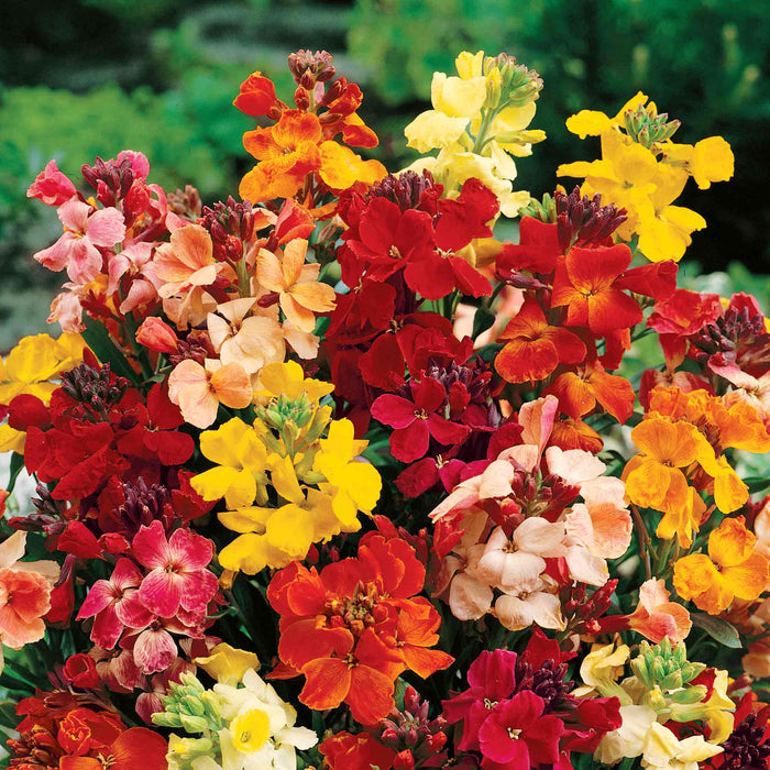 Multi-coloured wallflowers including red, yellow, and peach in a garden setting.