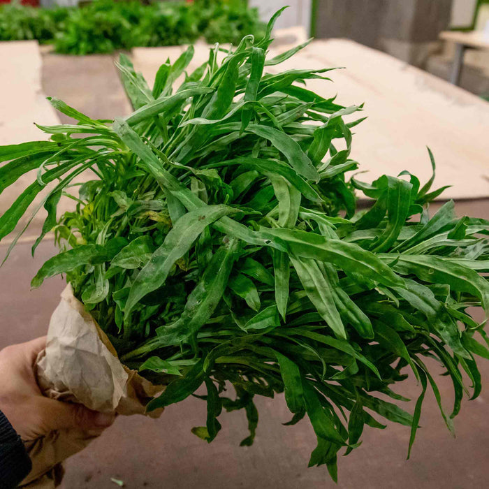 Hand holding a pack of fresh looking green bare root wallflowers as sold.
