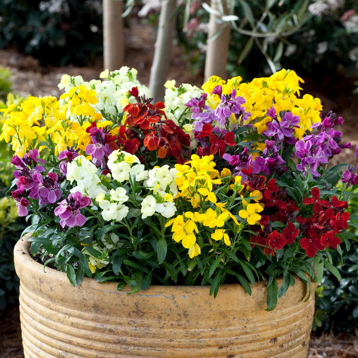 Stop flower pot filled with compact yellow, red, purple and cream wallflowers in a garden setting.
