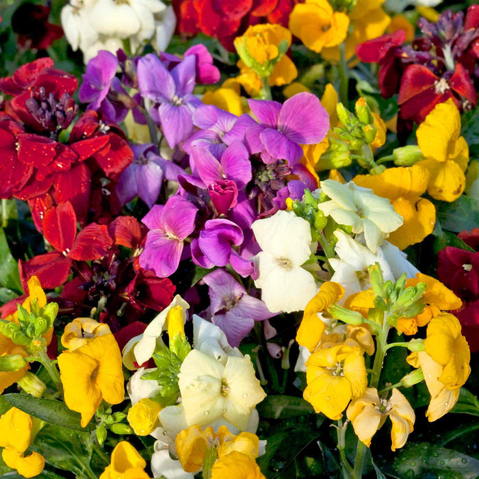 Bouquet of colourful wallflowers wallflowers including red, purple, yellow, and white.