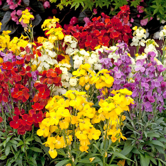 Wallflowers including red, yellow, cream and purple growing in a garden setting.