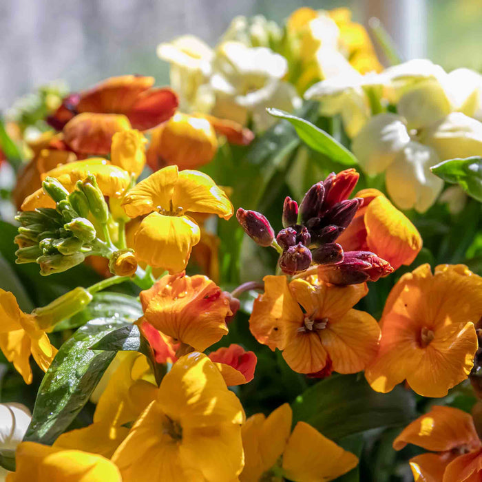 A close-up of a mixed bouquet of flowers, dominated by bright yellow and orange blossoms with some white flowers and green leaves, photographed in soft natural light.
