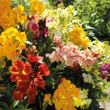 Wallflower 'Tall Mixed'