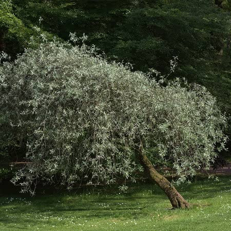 Weeping Pear 'Pendula'