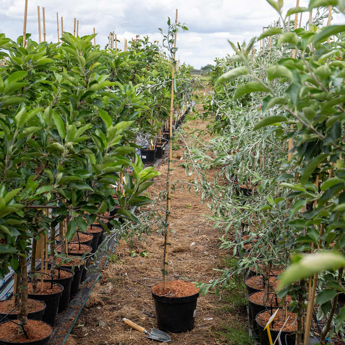 Weeping Pear 'Pendula'