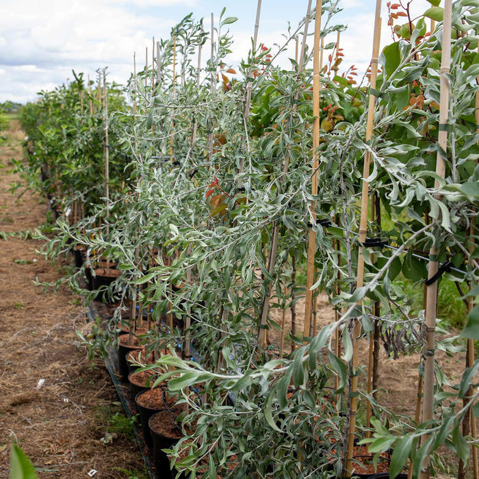 Weeping Pear 'Pendula'
