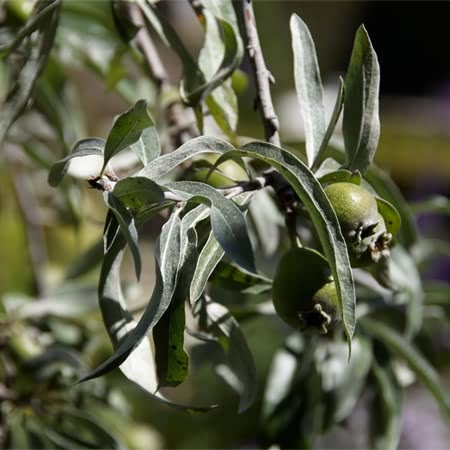 Weeping Pear 'Pendula'