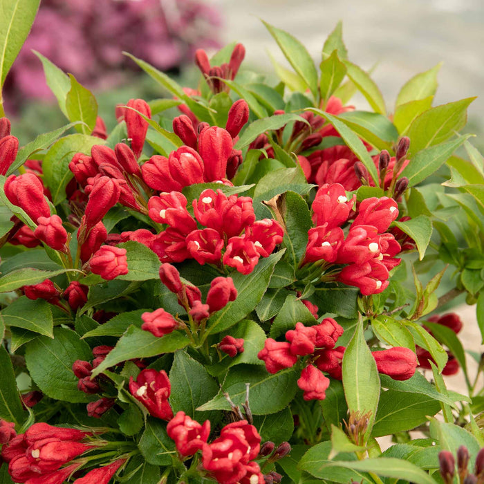 Weigela 'All Summer Red'