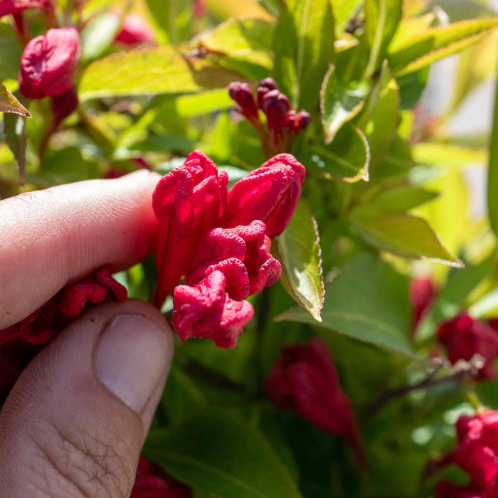 Weigela 'All Summer Red'