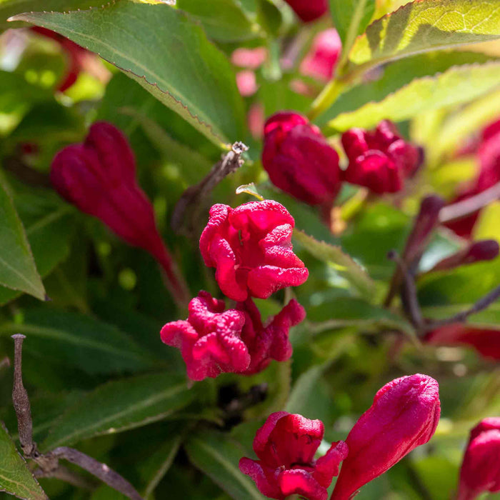 Weigela 'All Summer Red'