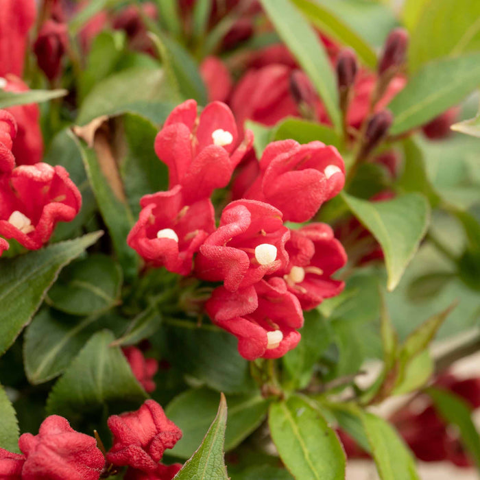 Weigela 'All Summer Red'