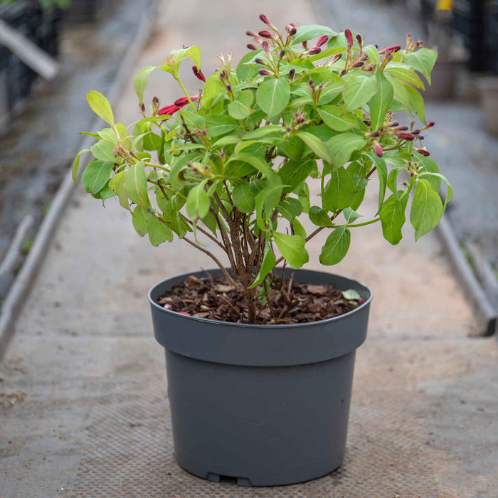 Weigela 'All Summer Red'